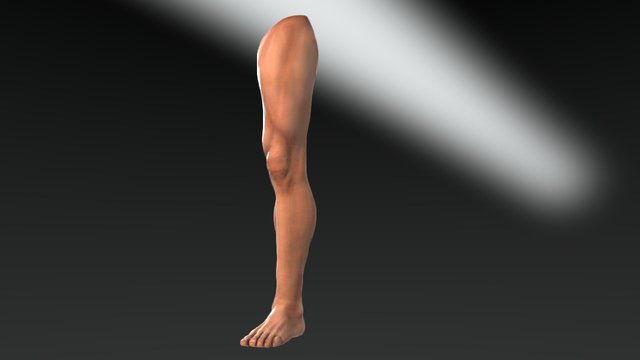 Leg 3D Model