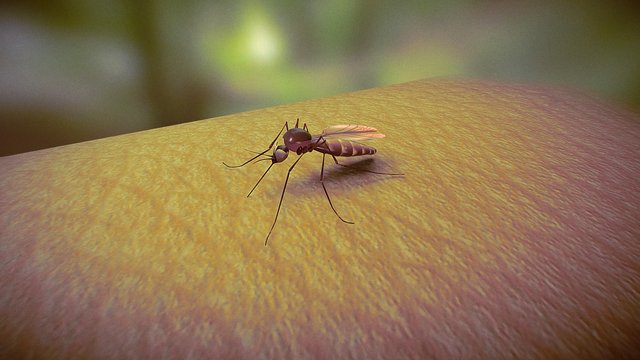 Mosquito | Vector of Disease 3D Model