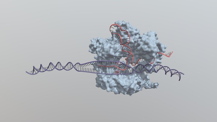 CRISPR/Cas-9 system 3D Model