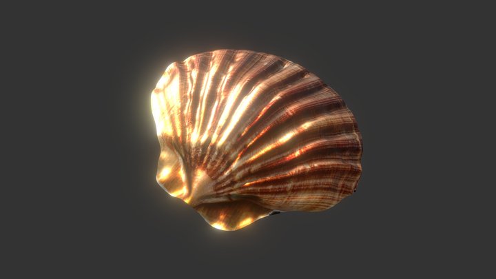 Seashell 3D Model
