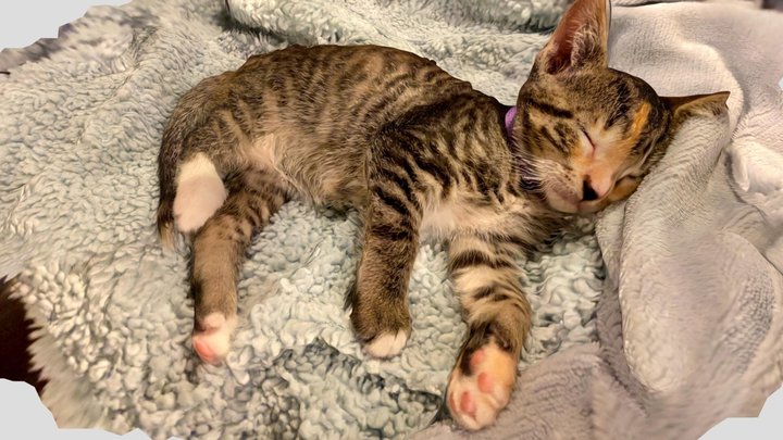 kitten try 1 3D Model