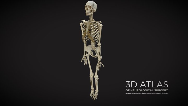 Full Skeleton photogrammetry 3D Model