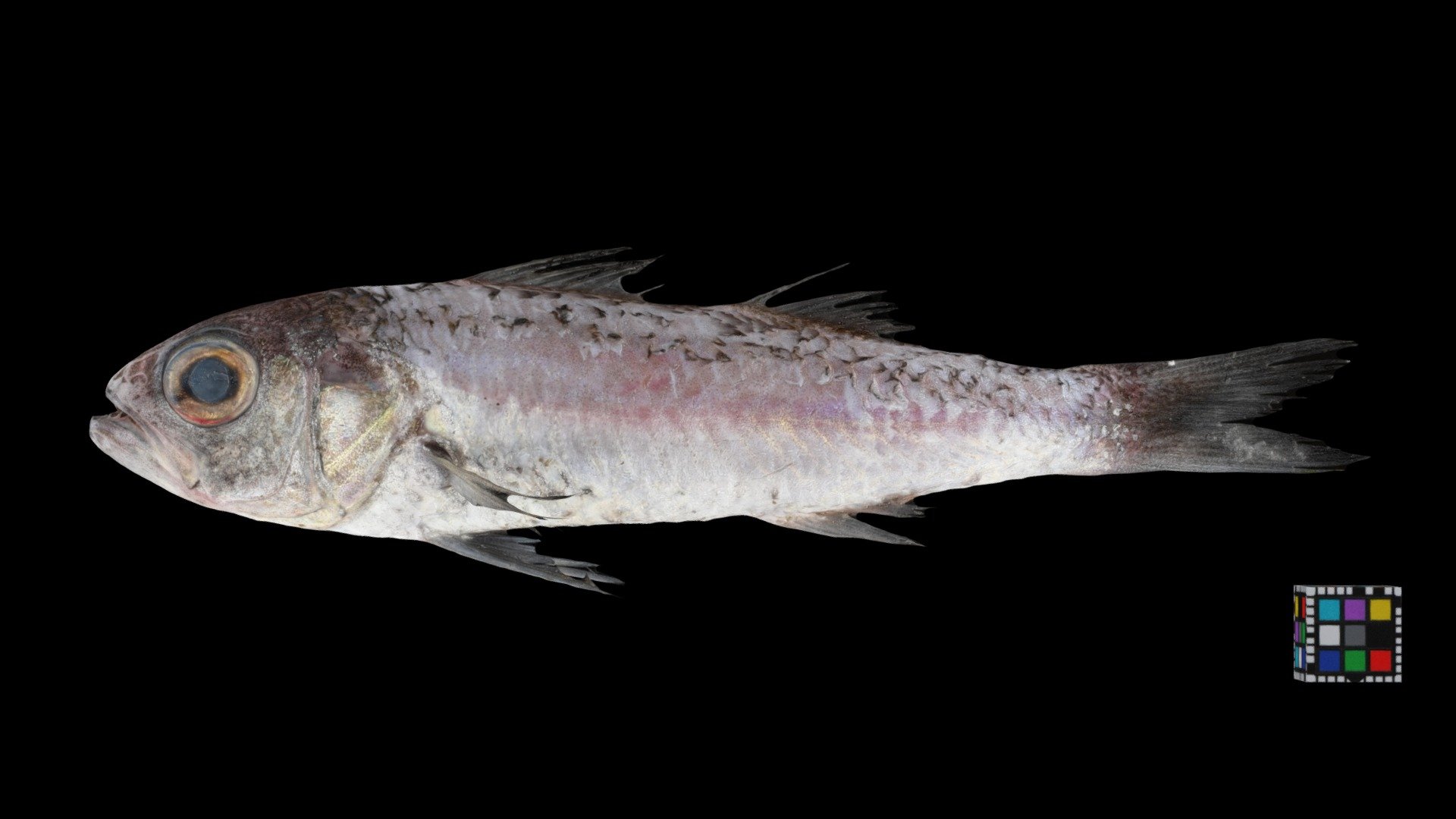 スミクイウオ？ Synagrops japonicus