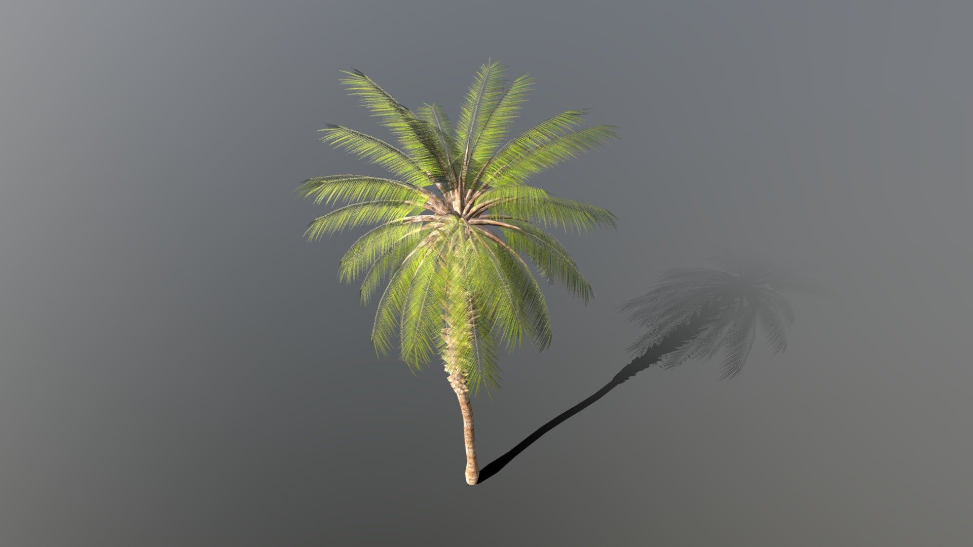 Palm Tree