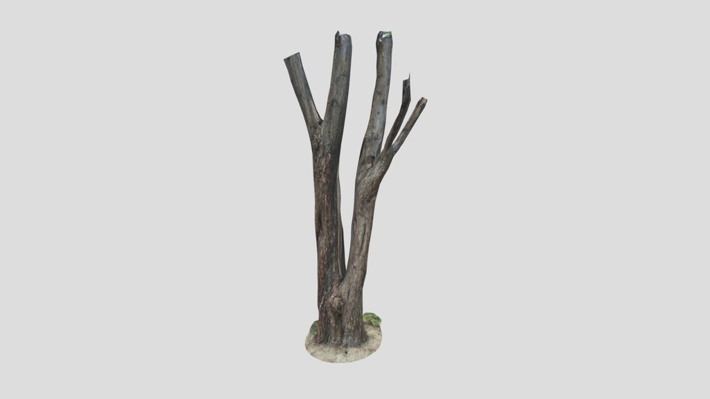 Tree Trunks