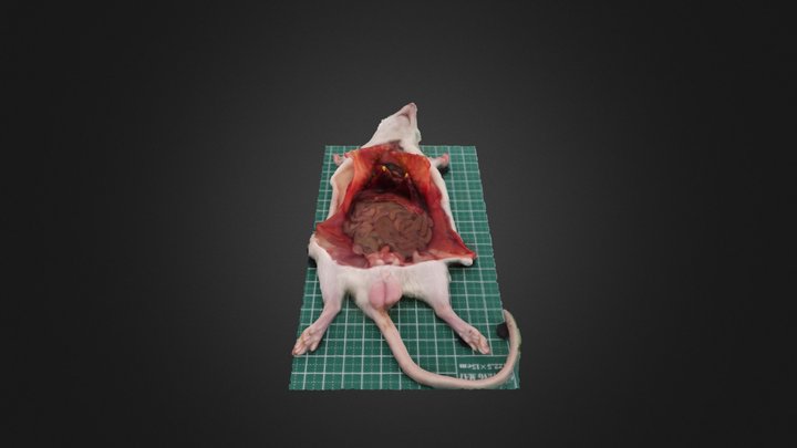 6_肝臓 3D Model