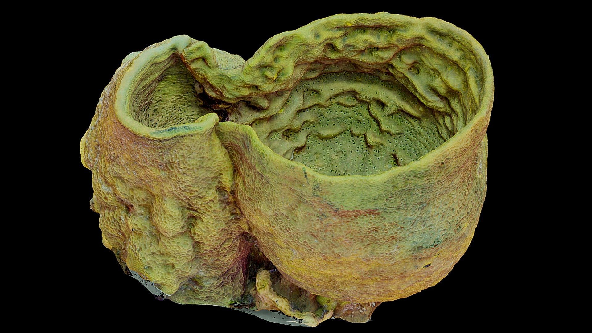 #13: Verongula gigantea