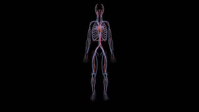 Cardiovascular System 3D Model