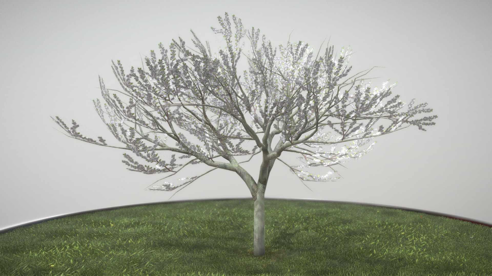 3D model Plum Tree 8m Spring - This is a 3D model of the Plum Tree 8m Spring. The 3D model is about a tree in a field.