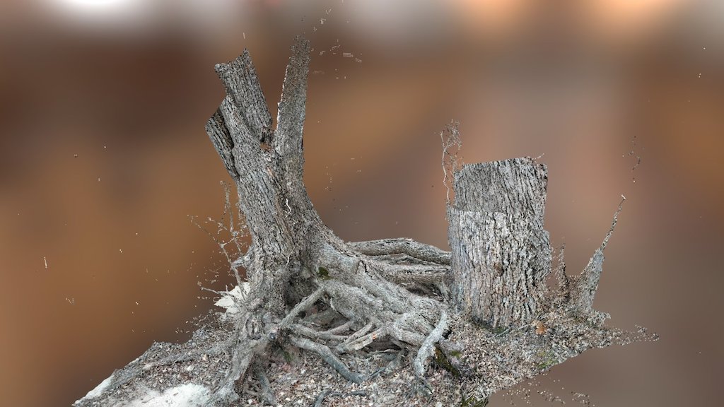 Tree Stump #2