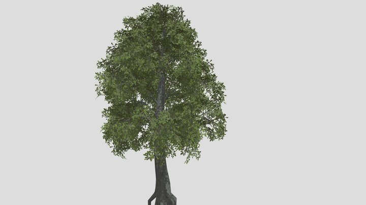 Linden tree 3D Model