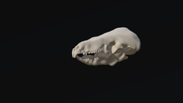Shrew skull 3D Model