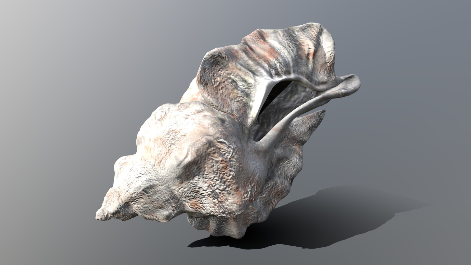 3D model Sea Snail Conch - This is a 3D model of the Sea Snail Conch. The 3D model is about a statue of a dolphin.