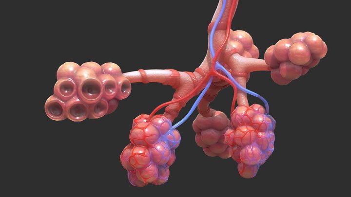 Bronchi Alveoli 3D Model