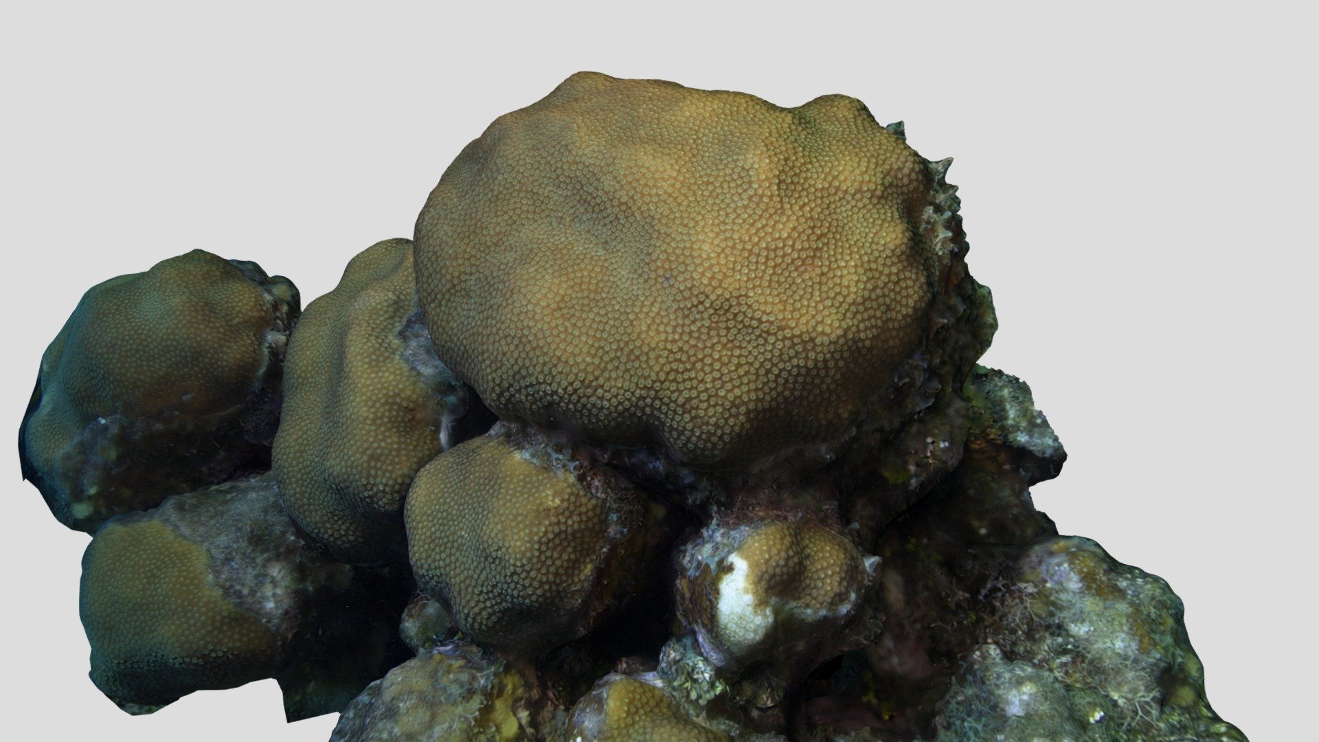 Lobed Star Coral / Orbicella annularis