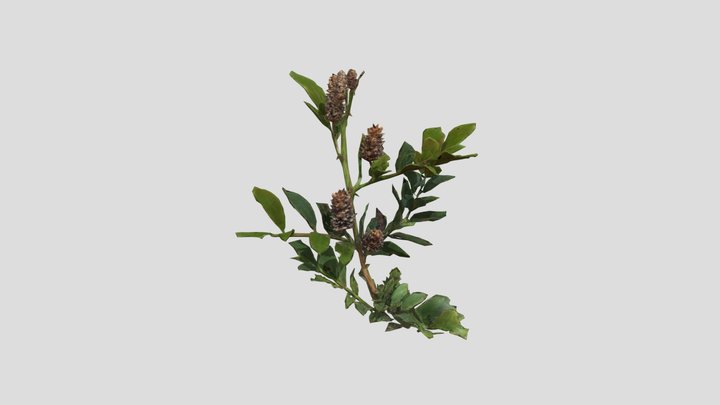 Licorice Plant Blooms 3D Model