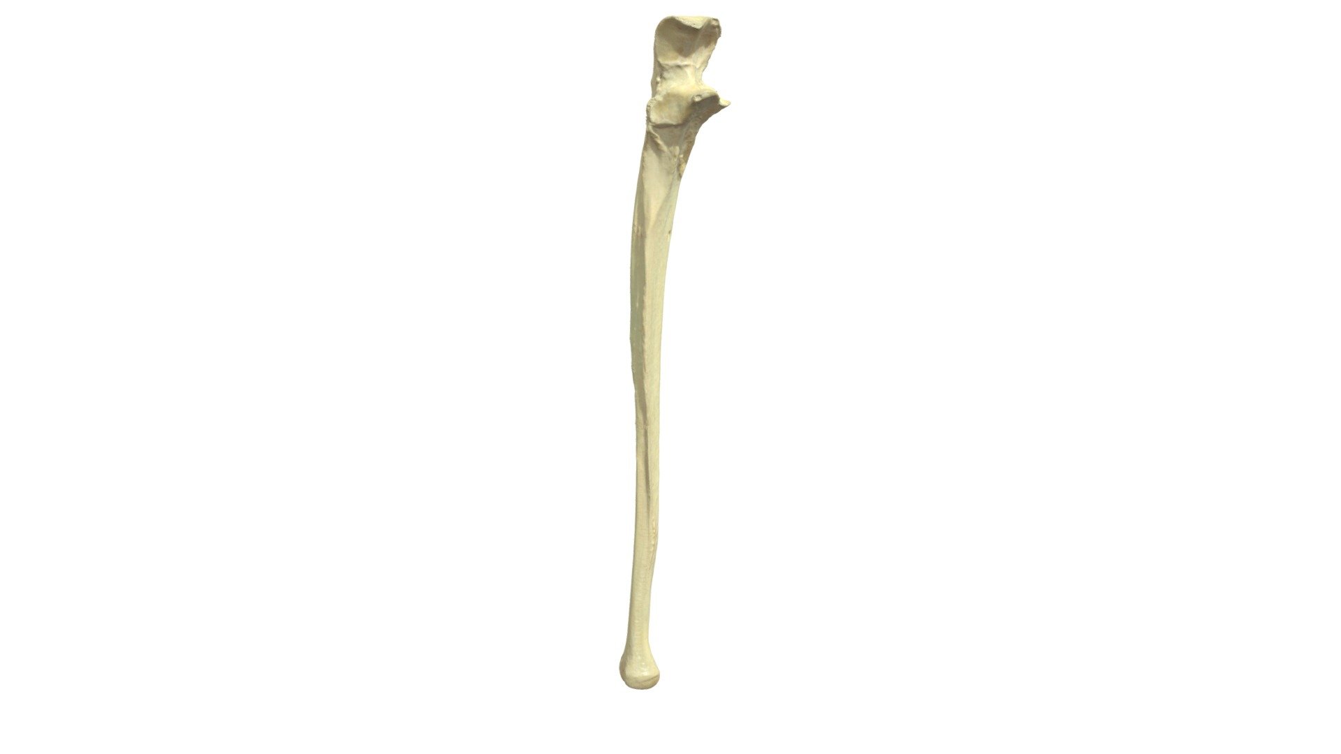 Ulna L - 3D model by Universiteit Antwerpen (@marjanmaldoy) [c0cedc3 ...