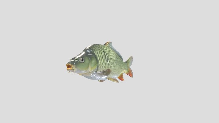 Common Carp – Gratis 3D-model STL
