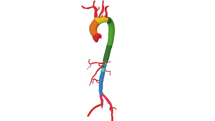 Organ Aorta (old version) 3D Model