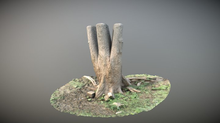 Tree at The Grazing Fields 3D Model