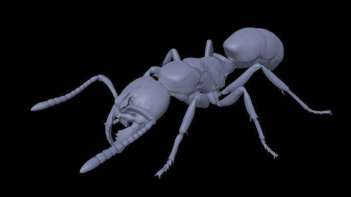 Buniapone_amblyops – Kostenloses 3D-Modell STL