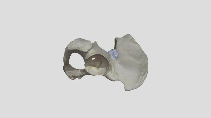 Pelvis Highest Resolution 3D Model