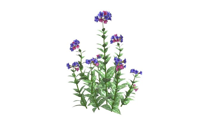 Spring Lungwort flowering plants 3D Model