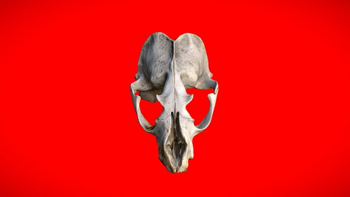 Skull (.Blend File) 3D Model
