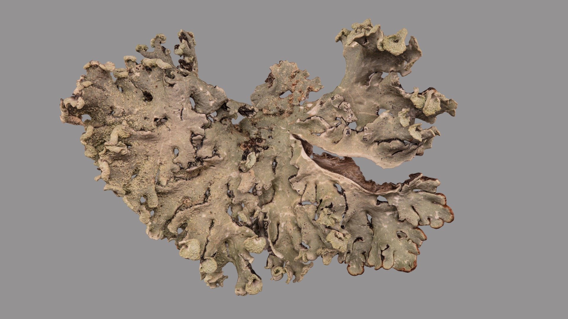 Hypogymnia physodes - 3D model by VirNat [c0eed5f] - Sketchfab