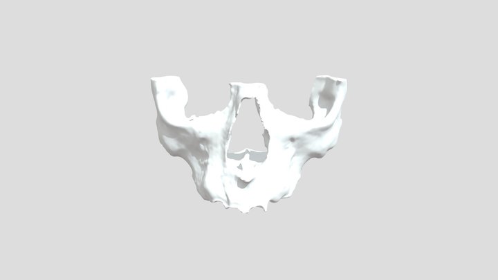 zygoma model 3D Model
