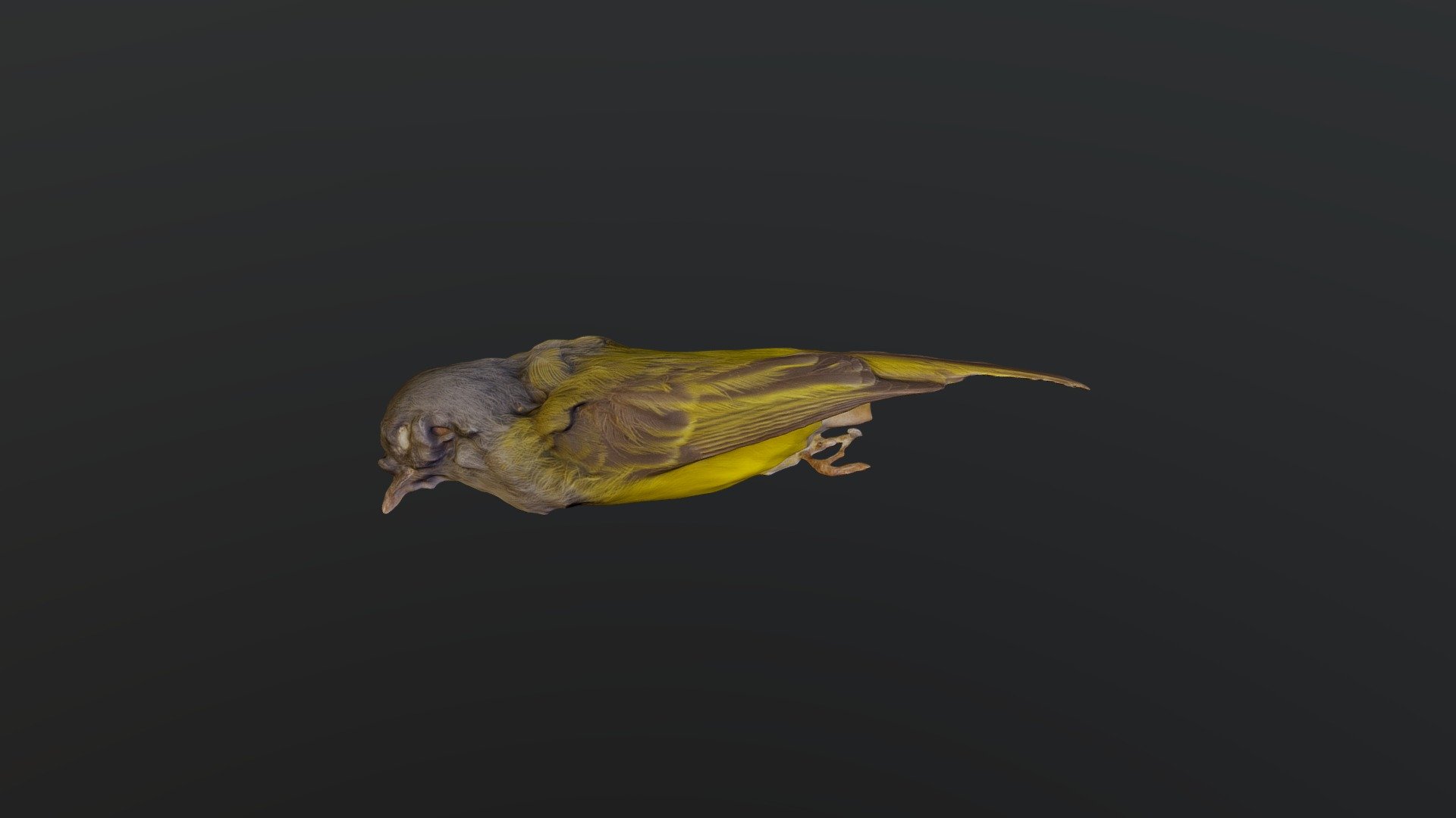 Gray-headed Canary-Flycatcher - Culicicapa