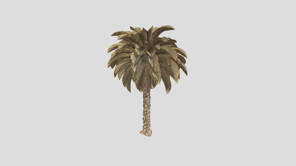 Dried Date Palm Tree