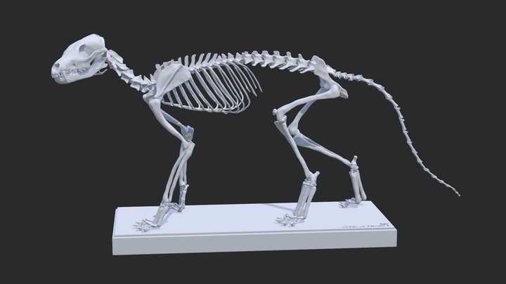 Culpeo Fox Skeleton(Lycalopex culpaeus) 3D Model