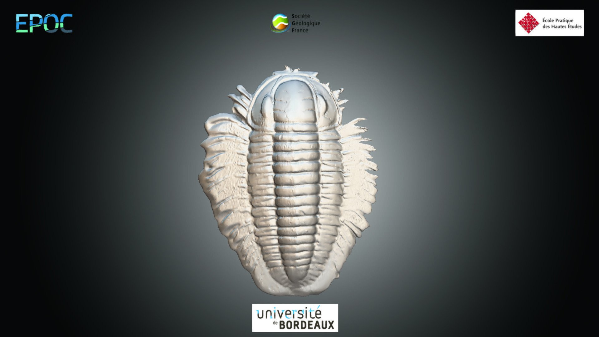 Trilobite indéterminé