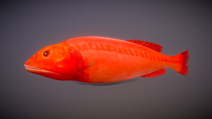 Flabbywhale Fish_3 3D Model