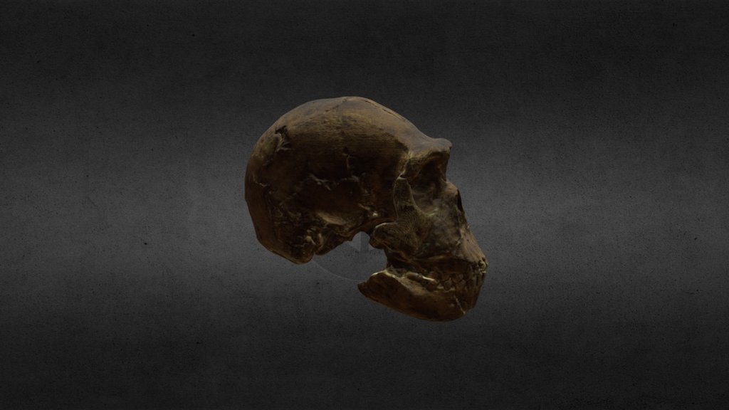 Hominid skull