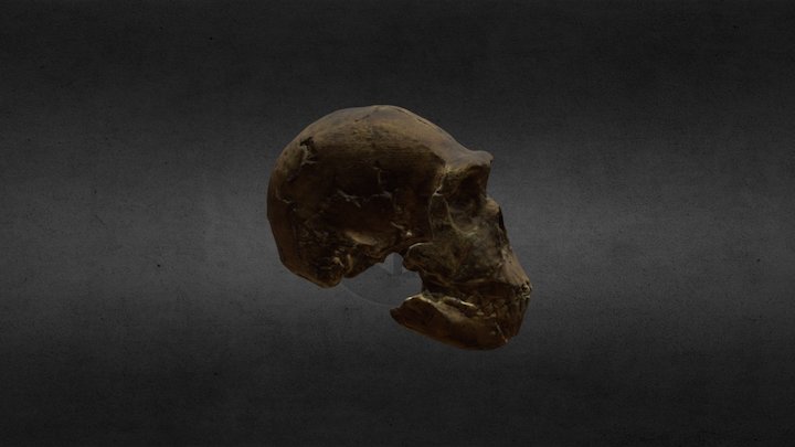 Hominid skull 3D Model