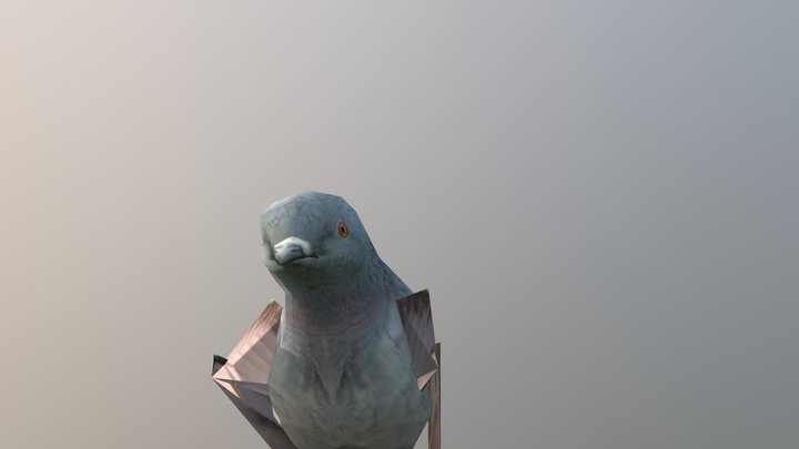 Pigeon