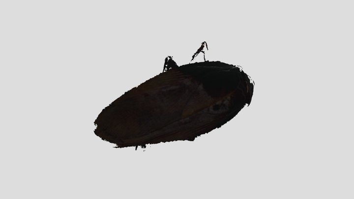 蟑螂 3D Model