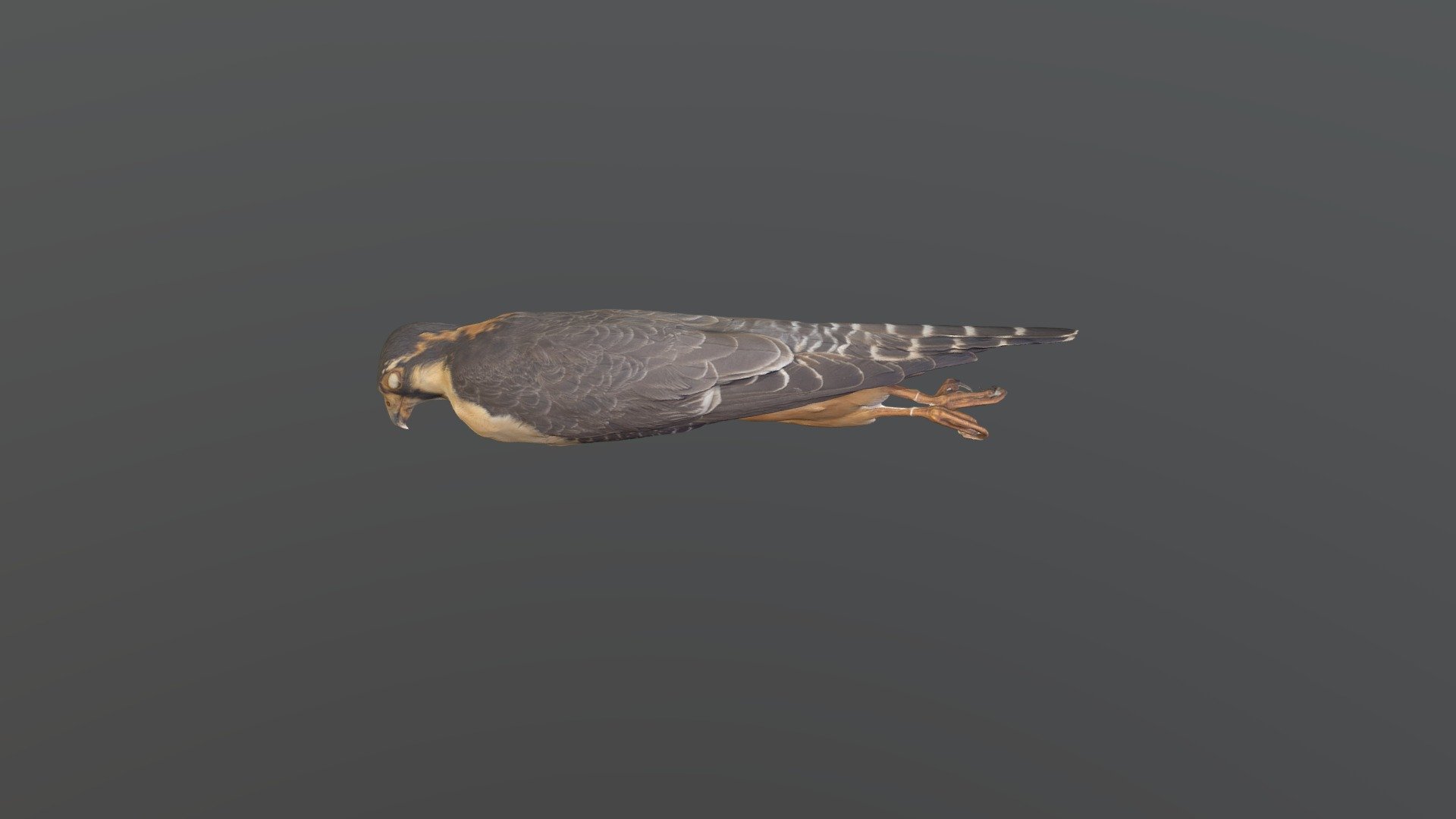 Aplomado Falcon - Falco femoralis