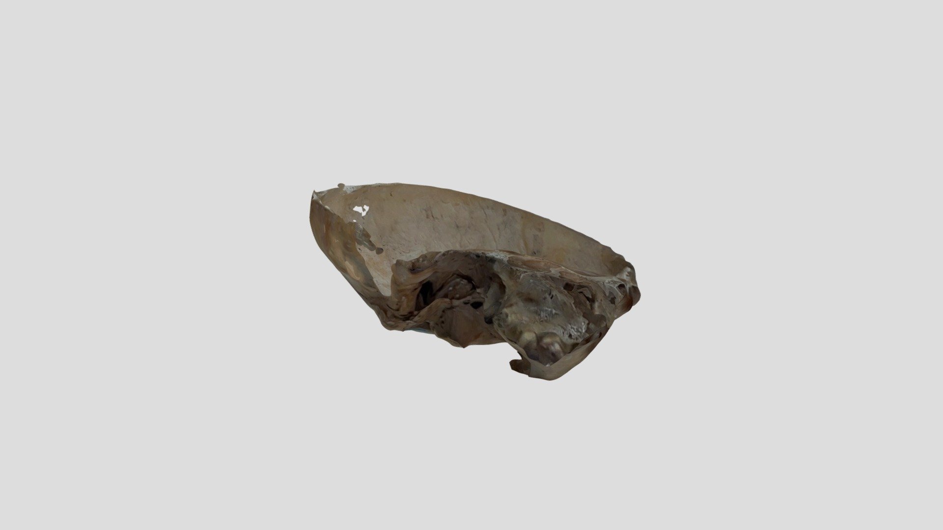 Skull Sagitta section