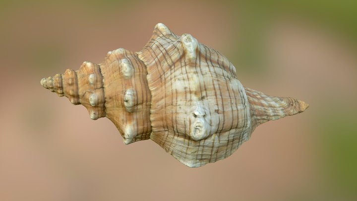 Seashell photoscan 3D Model