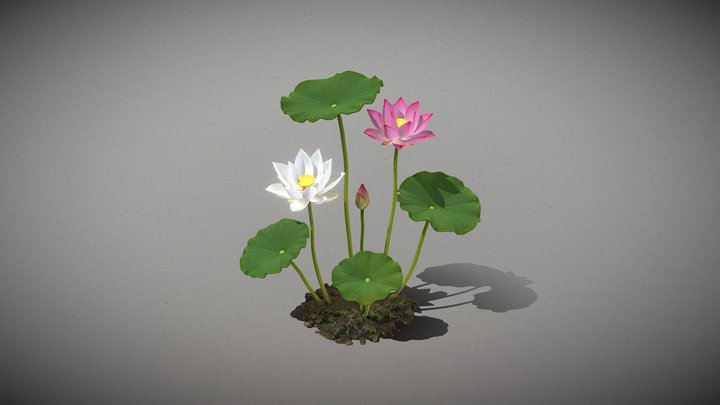 Bi-Color Lotus Pond Fragment _ B+