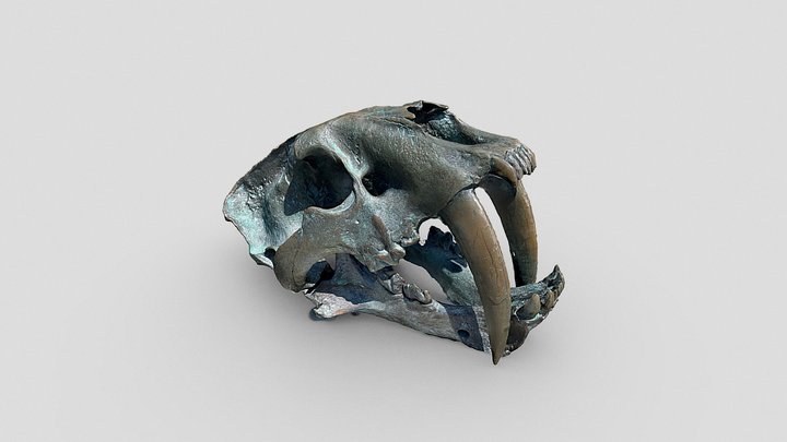 Day 237: Skull @Embarcadero (SF) - 1scanaday 3D Model