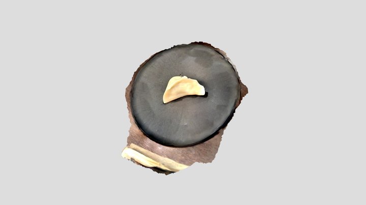 大陸 3D Model