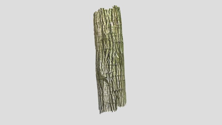 Sal-Weide 3D Model