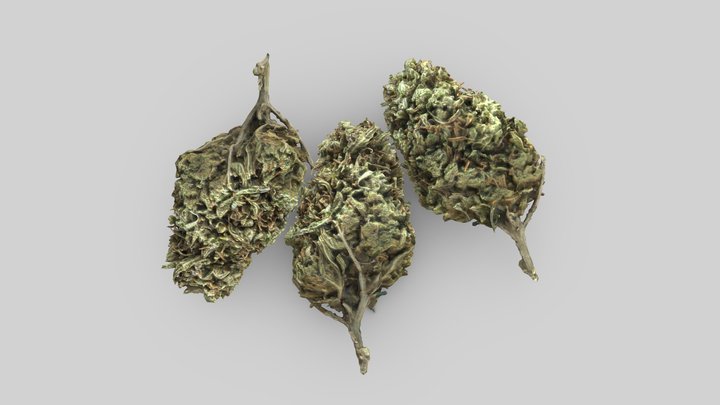Cannabis Bud - Lemon Haze - Scan -VR/AR Ready 3D Model