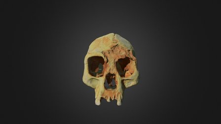 Flores 3D Model
