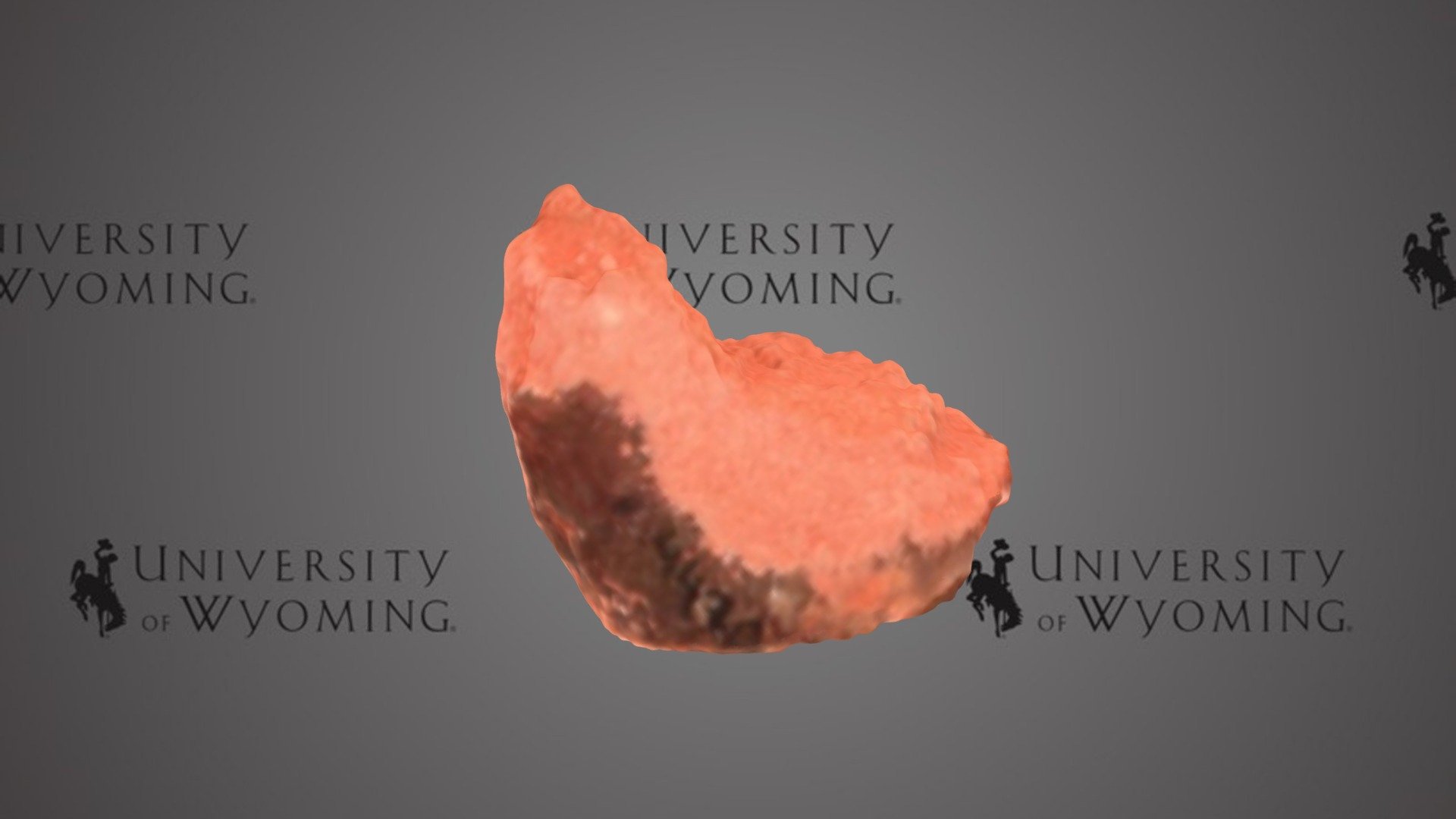 UWG Solitary Coral C