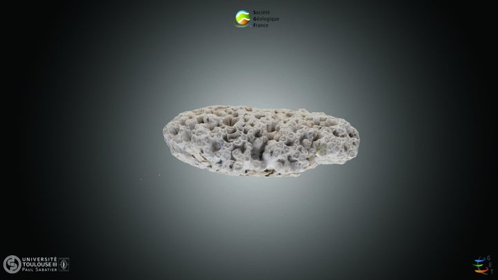 Cnidaire - Hexacoralliaire – Kostenloses 3D-Modell STL